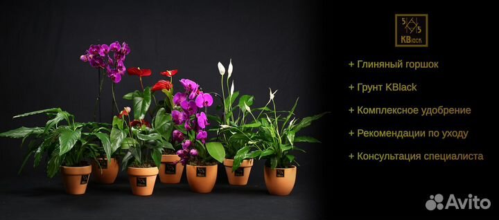 Спатифиллум Комнатные цветы