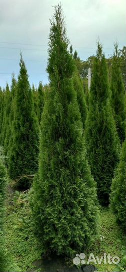 Туя Смарагд