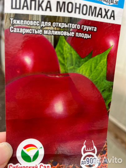 Рассада помидор