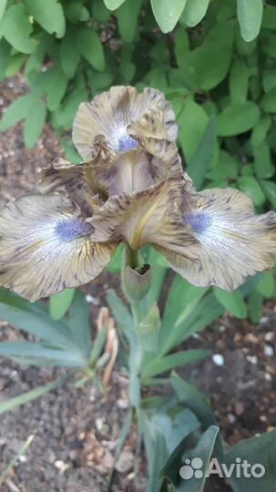 Ирис,гейхеры,хосты