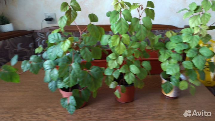 Комнатные растения