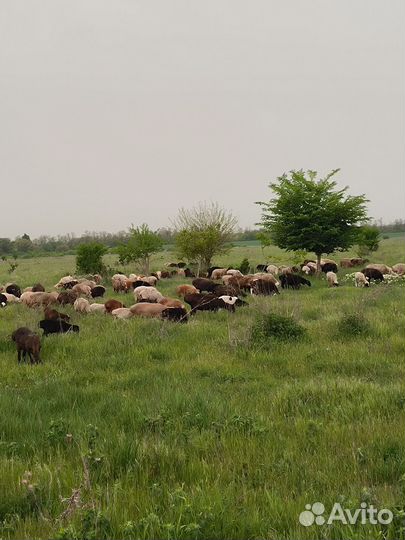 Овцы бараны