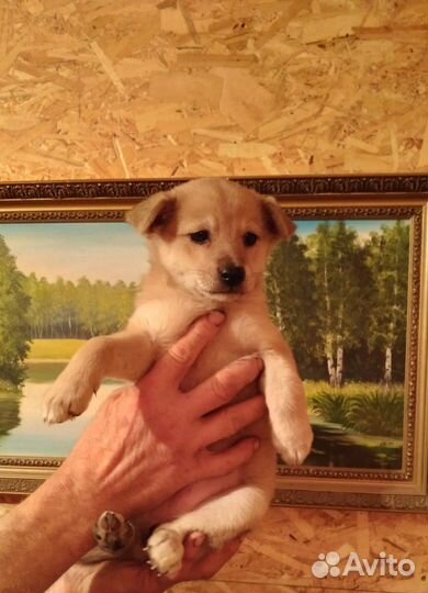 Щенки бесплатно отдам в добрые руки