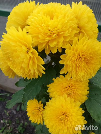 Хризантемы мультифлора