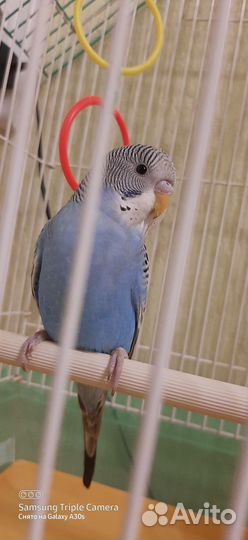 Попугайчик