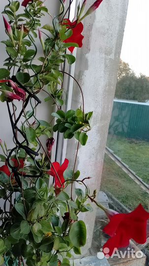 Комнатные цветы