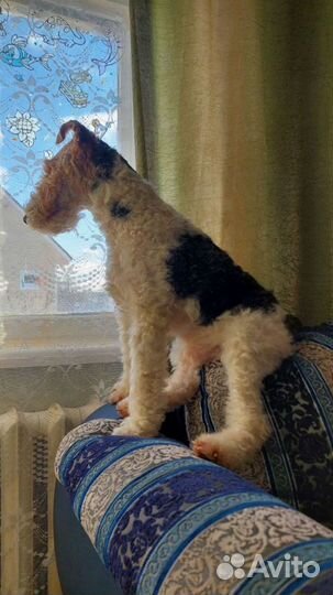 Фокстерьер жесткошерстный