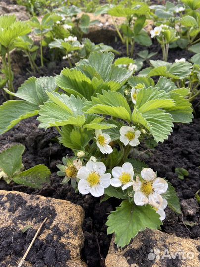 Клубника Альбион