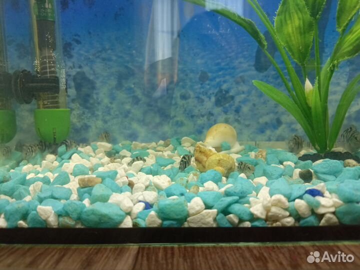 Аквариум с рыбками