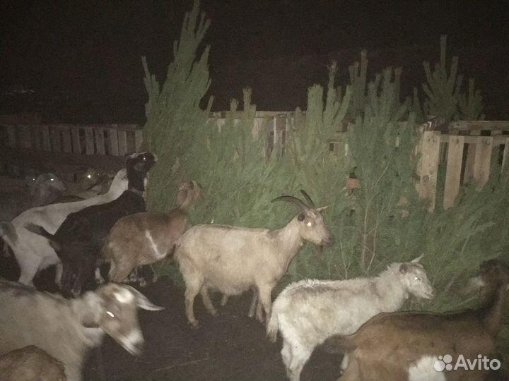 Вывезу елки