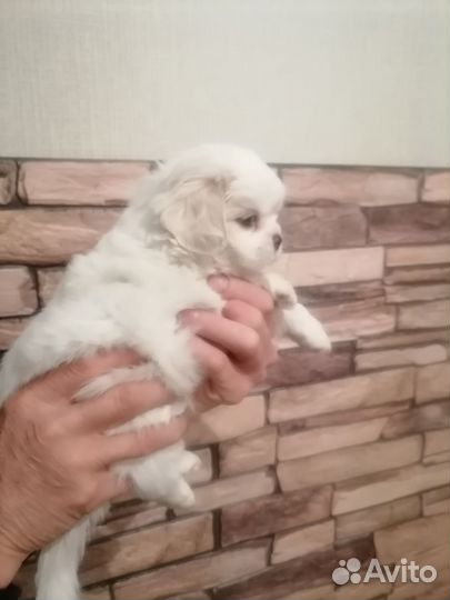 Щенки пекинеса