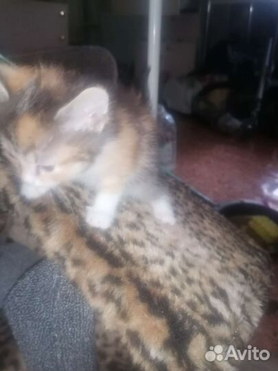 Котята от тайской мамы привезу