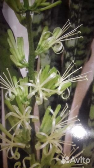 Сансевьера /Щучий хвост