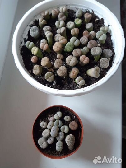 Литопсы живые камни