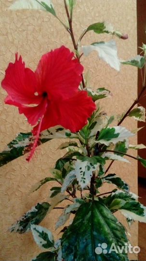 Гибискус вариегатный, драцена Песня Индии