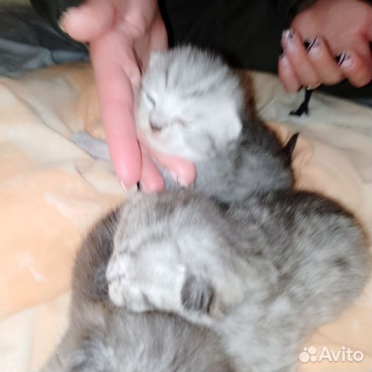 Продам котят