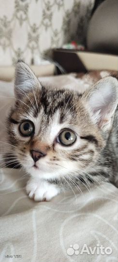 Курильский бобтейл