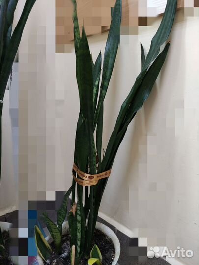 Комнатные растения