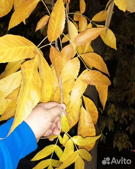 Клён Ясень золотистый Ланцетный с комом земли