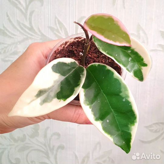 Ароидные 1. Обновлено 07.04