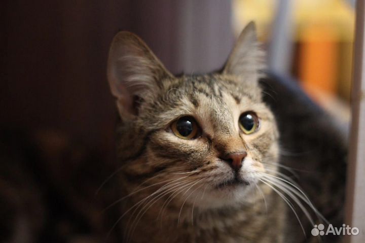 Котик Тоша