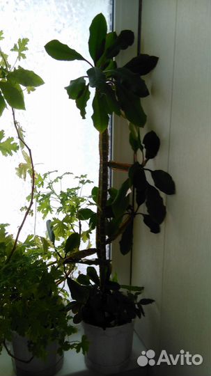 Молочай(беложильчатый)