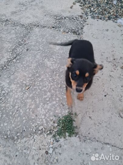 Собака в добрые руки отдам бесплатно щенки