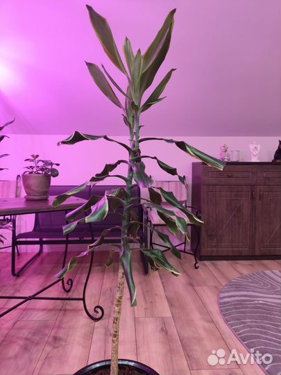 Драцена душистая