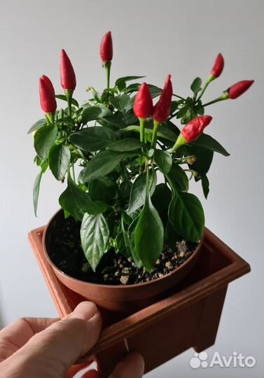 Перчики комнатные острые