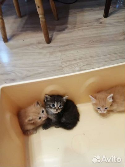 Котята в добрые руки