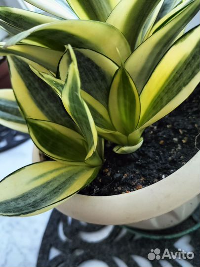 Сансевиерия ханни голд