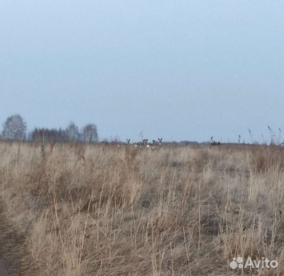 Охота на косулю