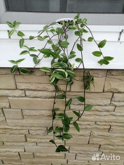 Традесканции