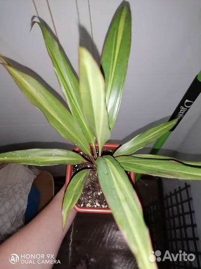 Драцена - Кордилина киви