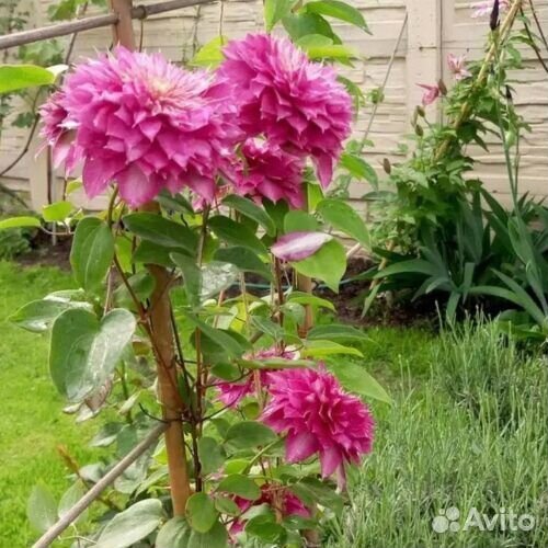 Саженцы клематиса