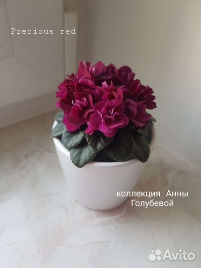 Сортовые фиалки