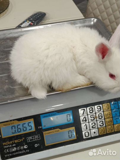Кролик белый панон
