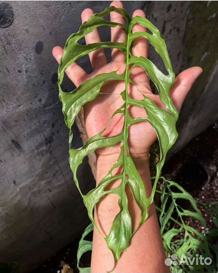 Монстера Obliqua Peru