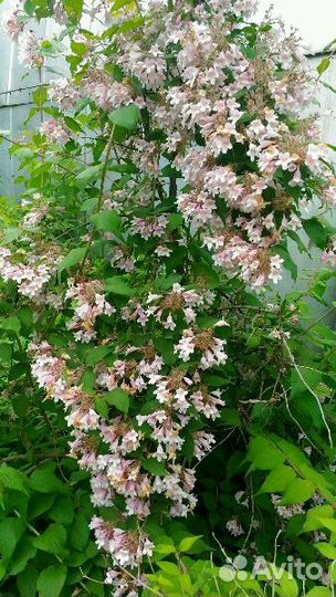 Растения для сада