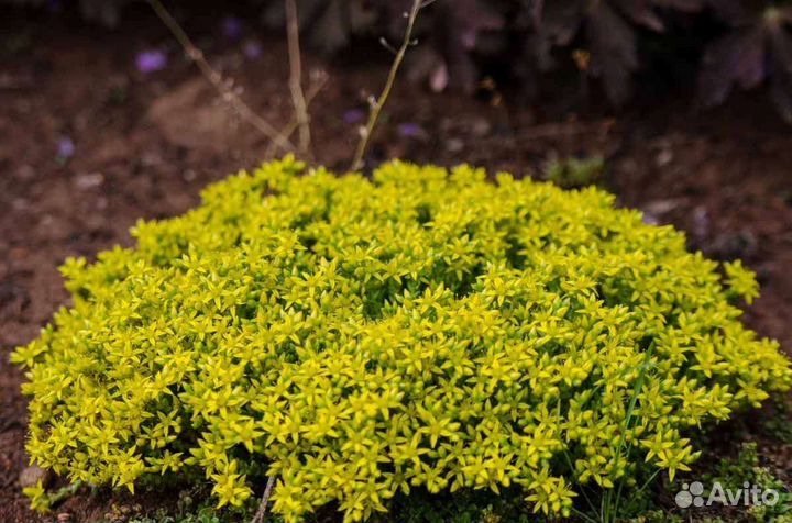 Почвопокровные растения