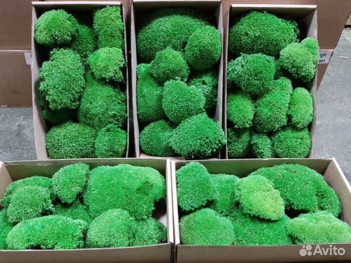 Стабилизированный мох ягель, панно