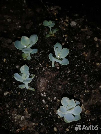 Эхеверия (суккулент) каменная роза