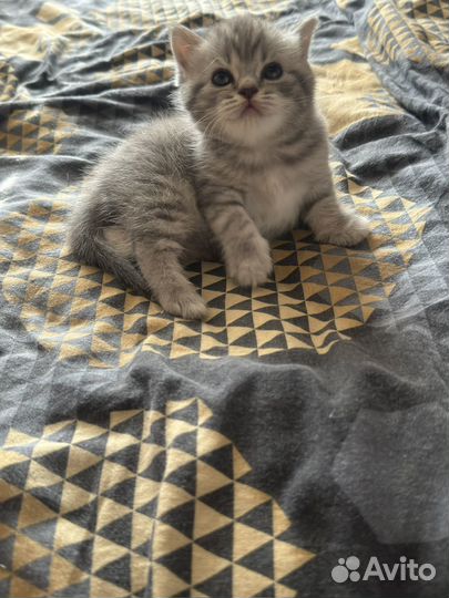 Продам котят британцы
