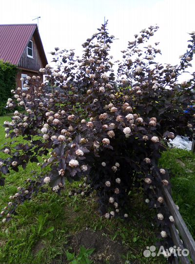 Декоративные кустарники