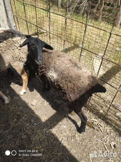 Овцы бараны