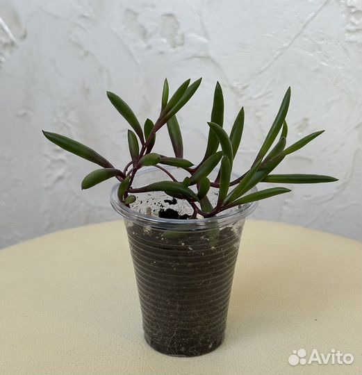 Оттона мясистая