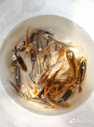 Рыба Карп Кои (парчовый) для прудов и аквариума