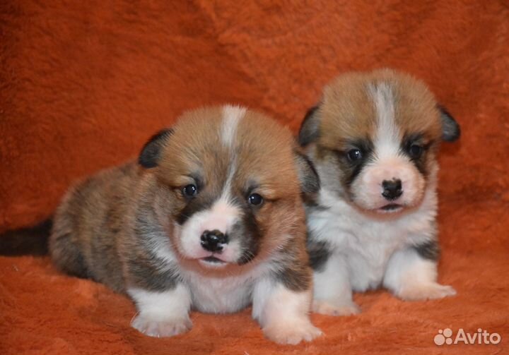 Вельш-корги пемброк мальчики