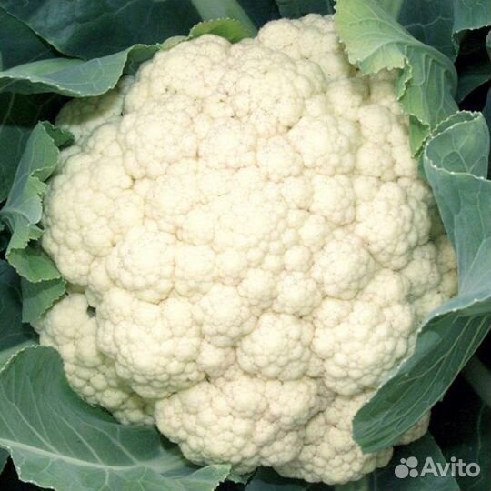 Семена Капусты 