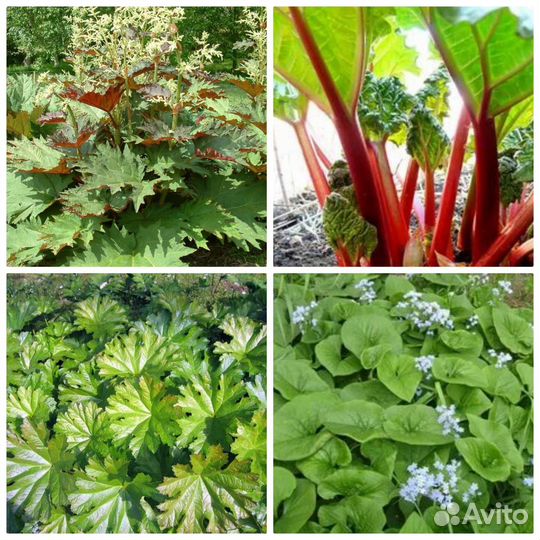 Многолетние растения